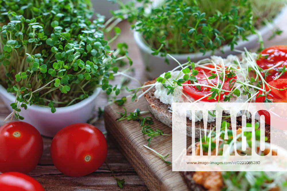 Microgreens delicious rustic rye bread with vegetable spreads, tomato and fresh microgreens on wooden table Germany