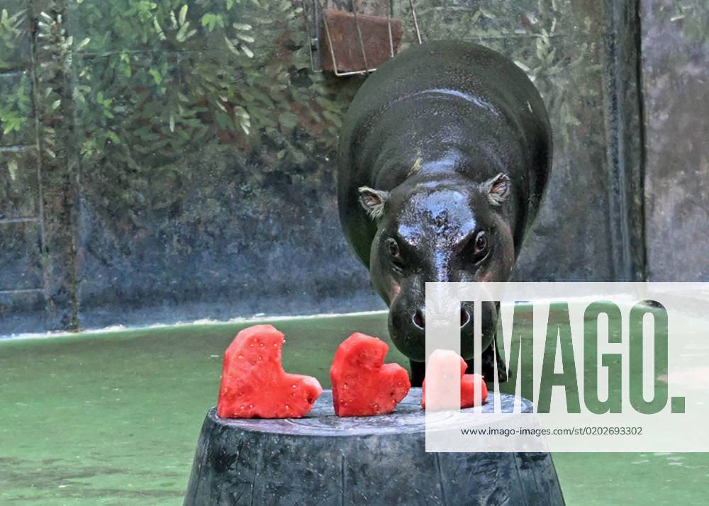 **VIDEO AVAILABLE: CONTACT INFO@COVERMG.COM TO RECEIVE**This image shows: Three-year-old Banana, a pygmy hippopotamus at Brookfield Zoo, eyes her heart-shaped watermelon she received from her animal care specialists for Valentine?s Day. On Valentine s Day 2023 several of Brookfield Zoo?s animals received heart-shaped enrichment treats from their animal care specialists in celebration of the day of love. Norman, a Cape porcupine, and PJ, a prehensile-tailed porcupine, each chowed down their heart-shaped treats made of nutritious biscuits and gelatin. The Zoo?s grey seals, including Kiinaq (pronounced Key-knack), were given frozen and gelatin treats. Watermelon in the shape of hearts were enjoyed by the Galapagos tortoises