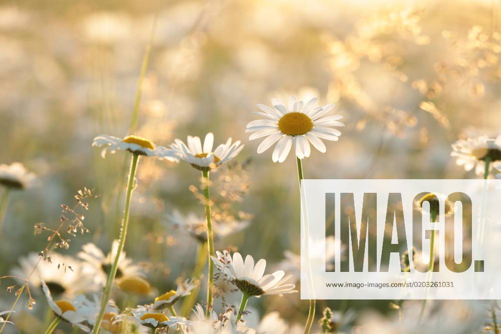 Daisies Daisies on a spring meadow in the early morning.