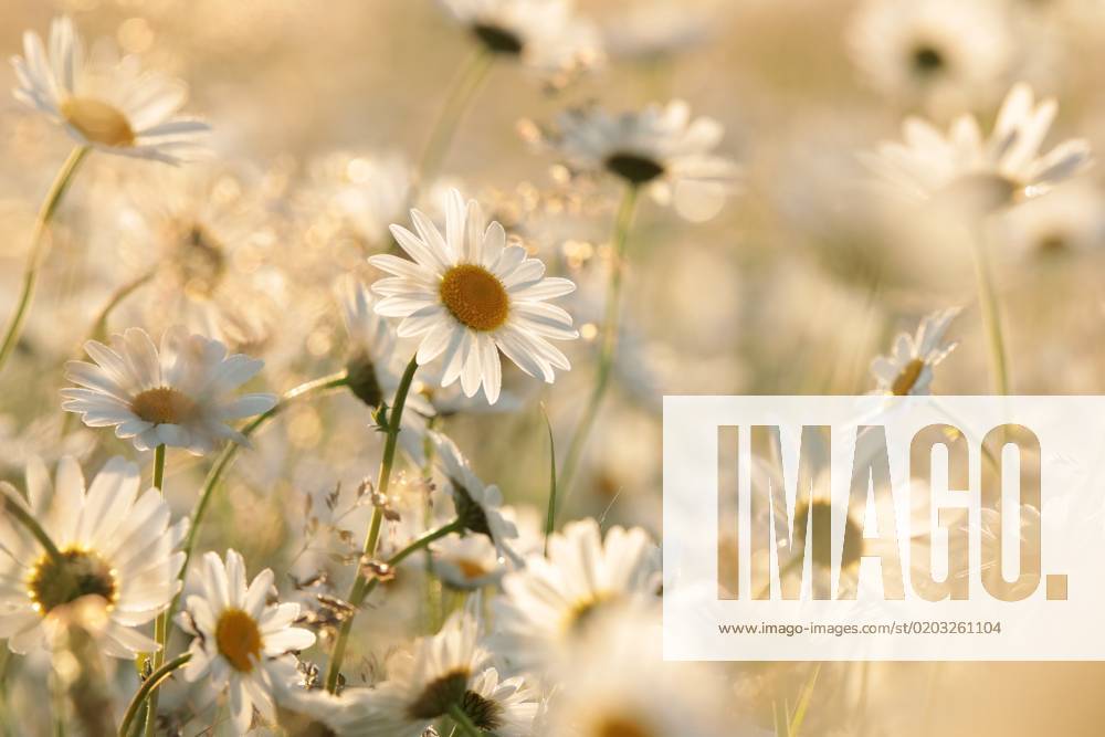 Daisies Daisies on a spring meadow in the early morning.