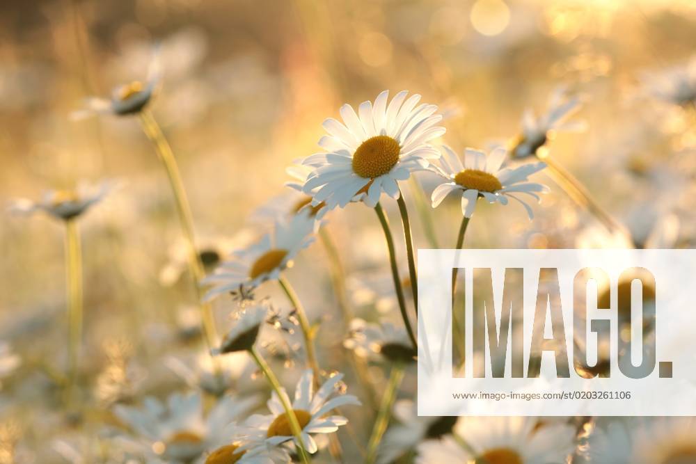 Daisies Daisies on a spring meadow in the early morning.