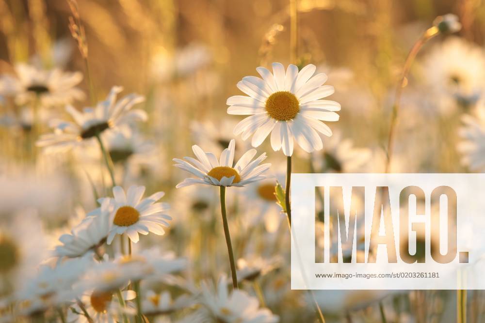 Daisies Daisies on a spring meadow in the early morning.
