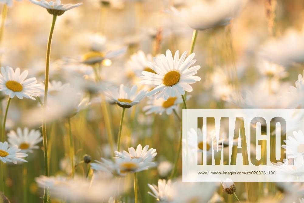 Daisies Daisies on a spring meadow in the early morning.