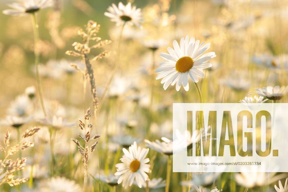Daisies Daisies on a spring meadow in the early morning.