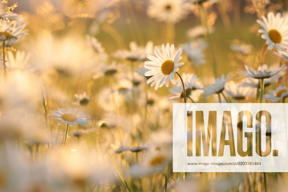 Daisies Daisies on a spring meadow in the early morning.
