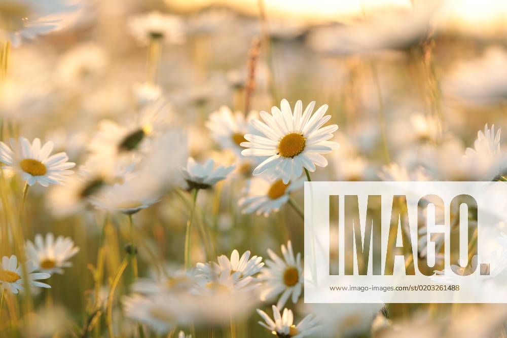 Daisies Daisies on a spring meadow in the early morning.