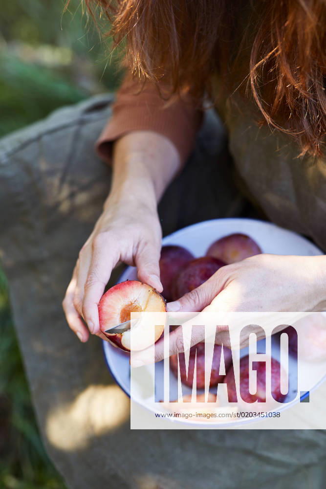 IMAGO Creative, Jahreszeit Sommer, Food, Pflaume Unrecognizable female with ripe plum in hands sitting in green garden on sunny summer day GeorgiaGold_ID12861_391056_017