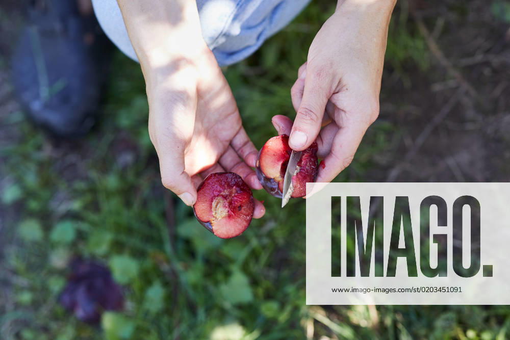 IMAGO Creative, Jahreszeit Sommer, Food, Pflaume Unrecognizable female with ripe plum in hands standing in green garden on sunny summer day GeorgiaGold_ID12861_391059_020