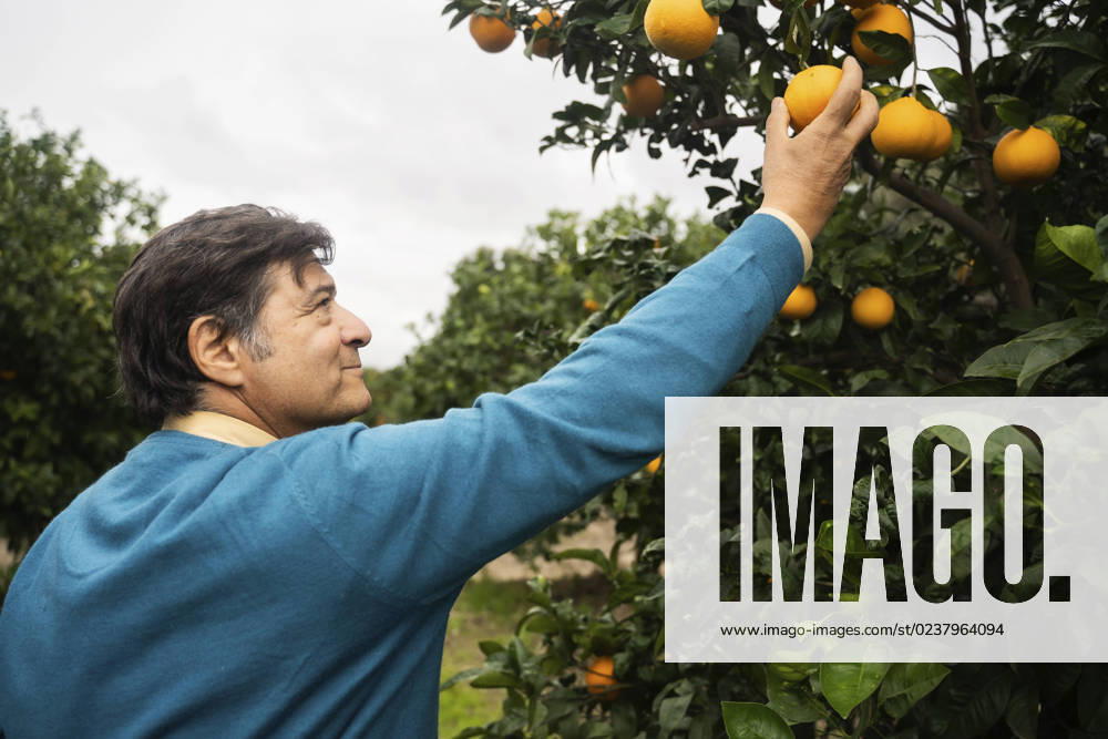 Smiling senior man picking orange from tree model released, Symbolfoto, NJAF00219