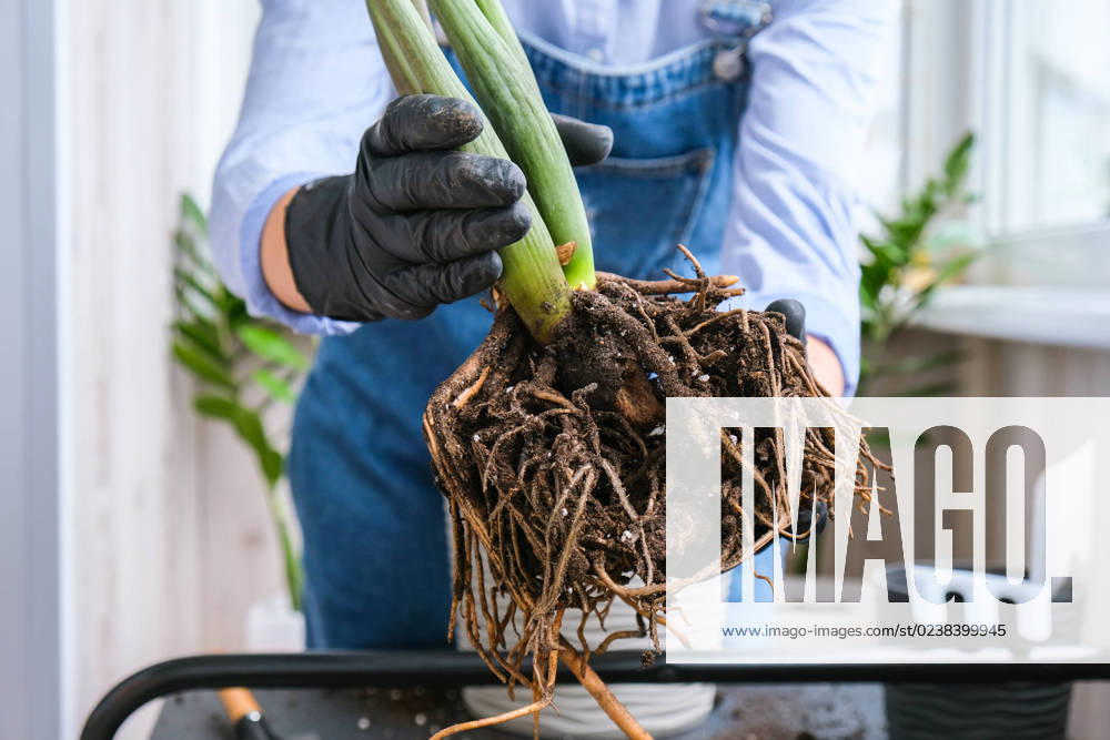 Gardener woman transplants indoor plants and use a shovel on table. Zamioculcas Concept of plants care and home garden. Spring planting Gardener woman transplants indoor plants and use a shovel on table. Zamioculcas Concept of plants care and home garden. Spring planting. Money tree