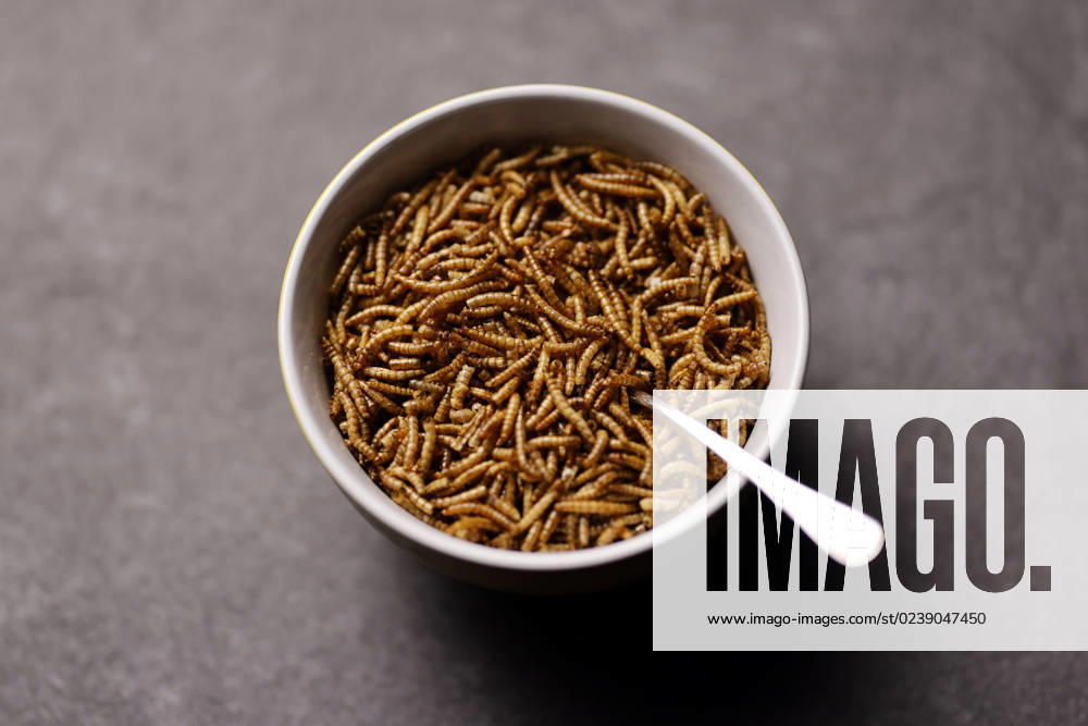 Mealworms in a muesli bowl The EU considers it safe to eat yellow mealworms The Europe-wide approval as food is thus getting closer According to the World Health Organization (WHO), more than 2,100 insect species are edible for humans Topic image, symbol image Cologne, 12 03 2023 NRW Germany
