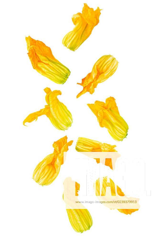 IMAGO Creative, Food, Zucchiniblüten Courgette flowers in the air isolated on white background, Isolated flying vegetables. Nine courgette flowers falling on white background with clipping path as package design element and advertising. Full depth of field., Isolated flying vegetables. Nine courgette flowers falling on white background with clipping path as package design element and advertising. Full depth of field., 15.02.2023,