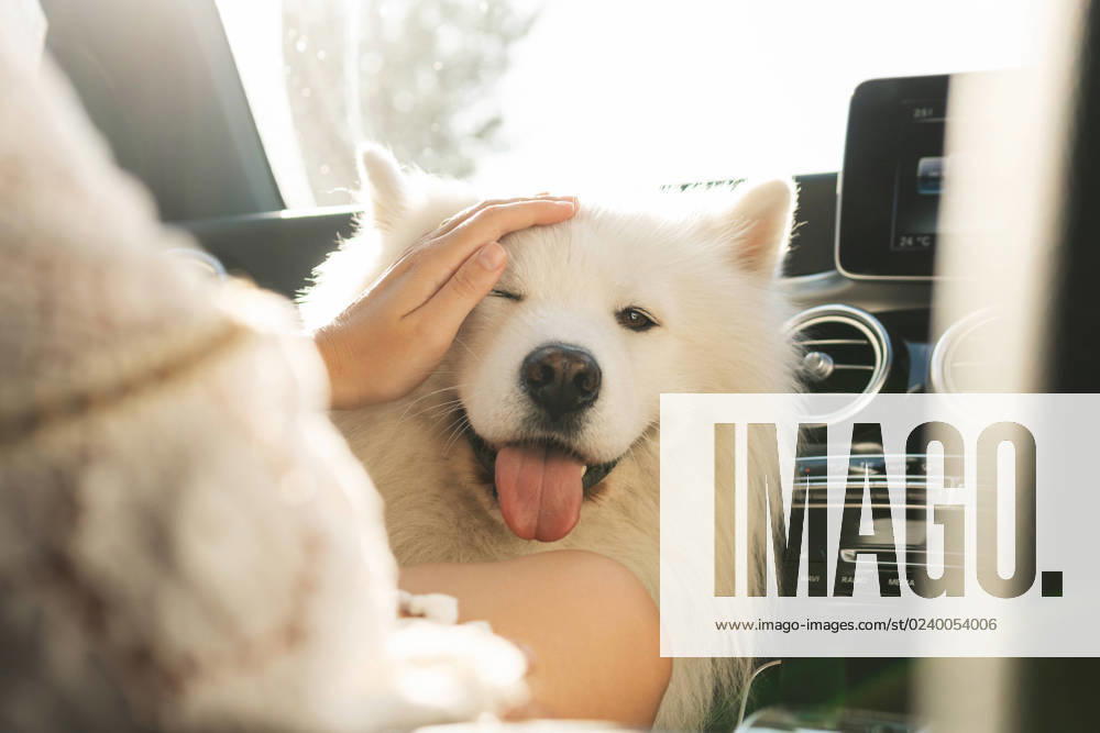 Cute Samoyed dog inside a modern car during a road trip Cute Samoyed dog inside a modern car during a road trip at summer day