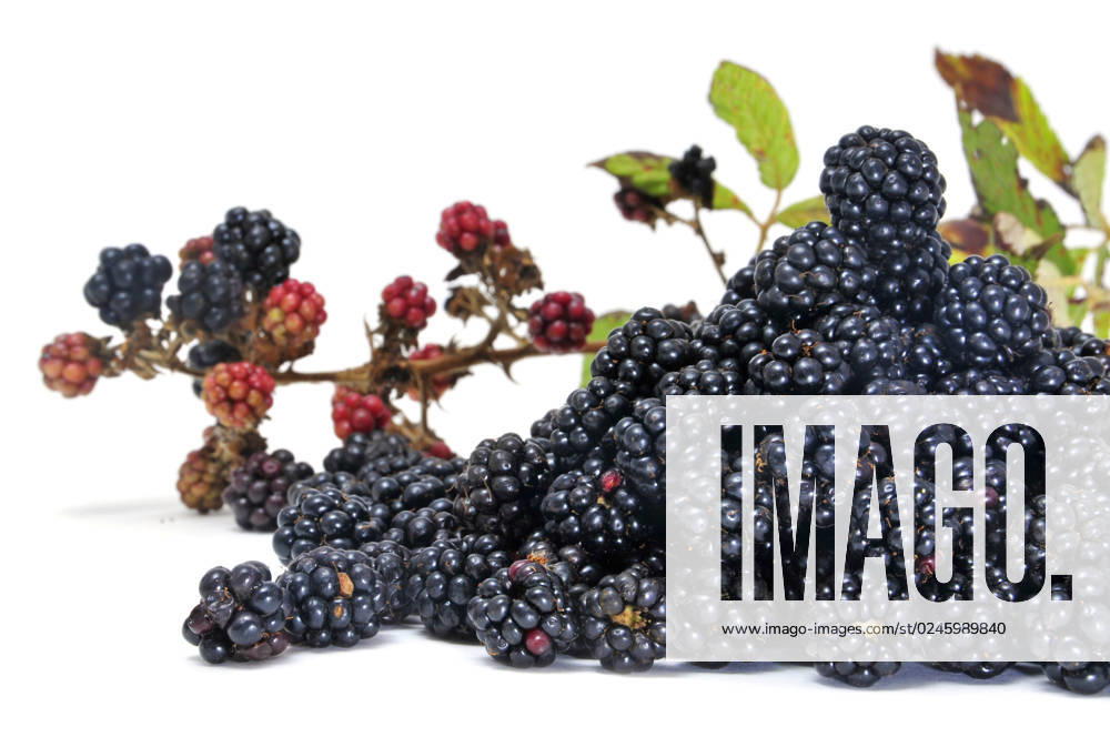 A pile of blackberries isolated on a white background