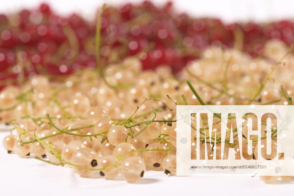 Macro view of red and white currants on the white background