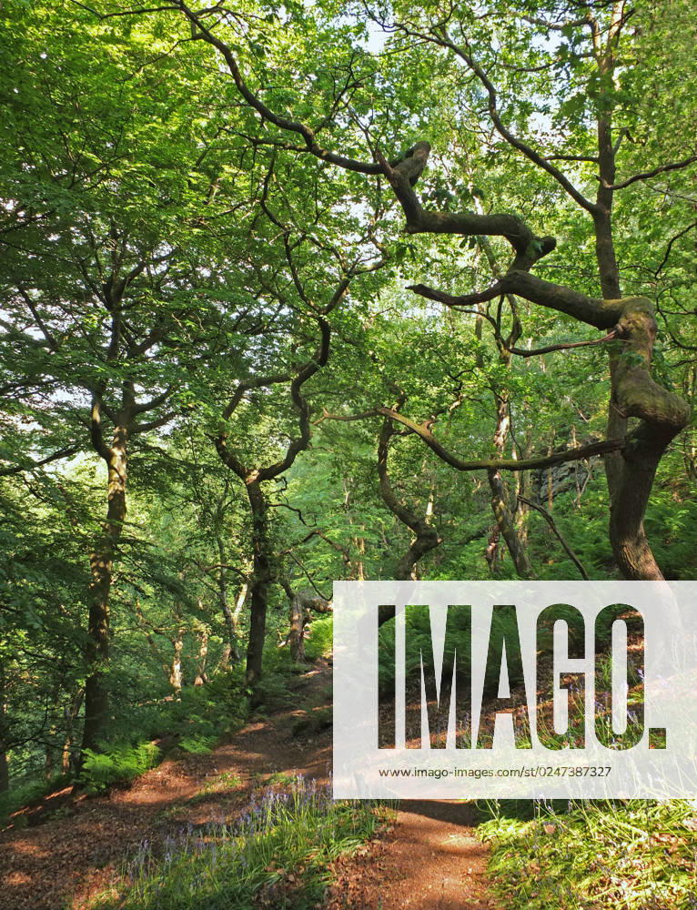 IMAGO Creative, Sommer, Schatten-Plätze bei Hitze sunlit spring woodland with bright green foliage on old twisted trees with pathways surrounded by bluebells sunlit spring woodland with bright green foliage on old twisted trees with pathways surrounded by bluebells