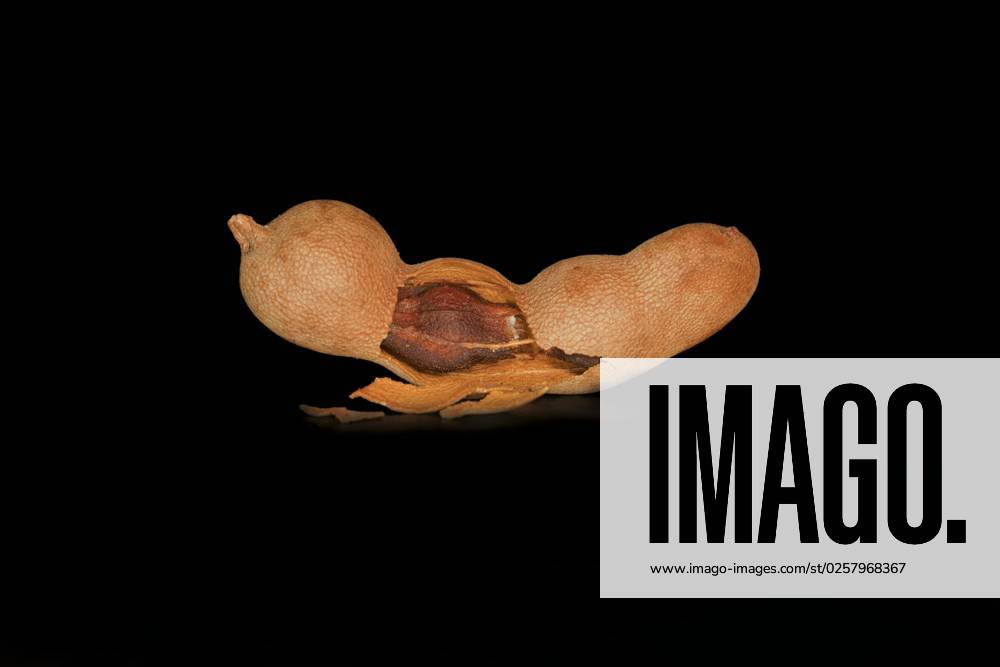 Aufgebrochene Tamarind Tamarindus indica also Sauerdattel , Pod of Tamarind tree, Foodfotografie with black Background