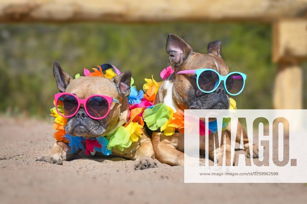 Two small brown French Bulldogs Suns itself at Summer at Sand and carry Bunte Sunglasses and Tropical Flower garlands