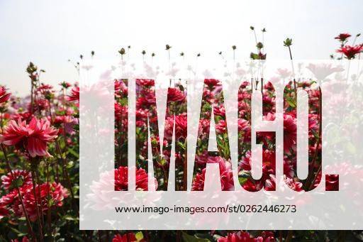 A green field with pink dahlia flowers on a sunny day *** einer Grün Feld mit Rosa Dahlie Blumen am einer sonnig Tag 18872643 RECORD DATE NOT STATED