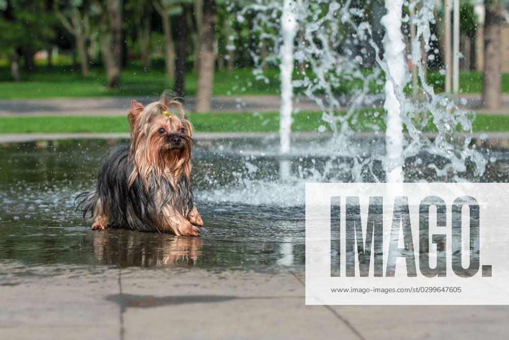Heat wet yorkshire terrier bathes in a pedestrian fountain summer heat wet yorkshire terrier bathes in a pedestrian fountain