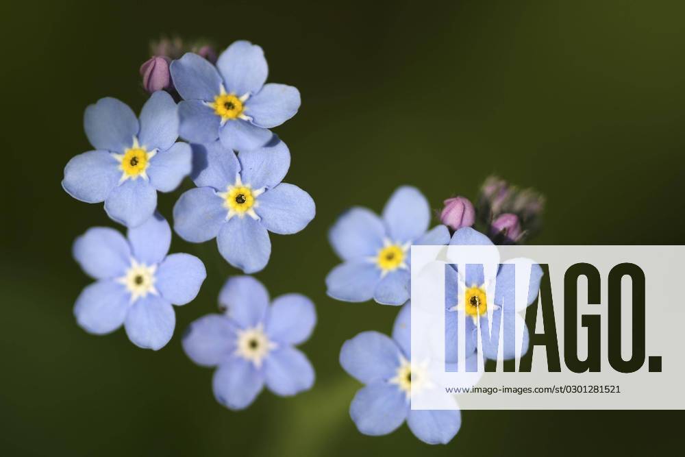 Flowers of Water forget-me-nots Myosotis palustris scorpioides