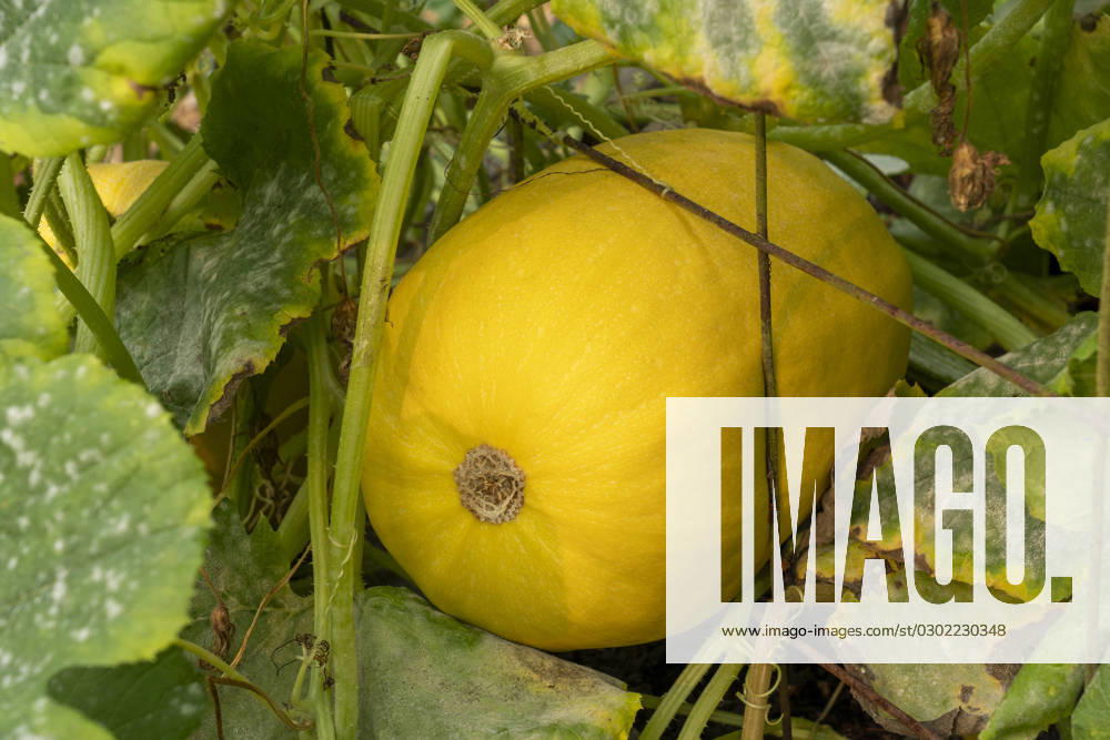 Issaquah, Washington State, USA. Spaghetti squash plant with a squash stuck in a hole of the trellis.
