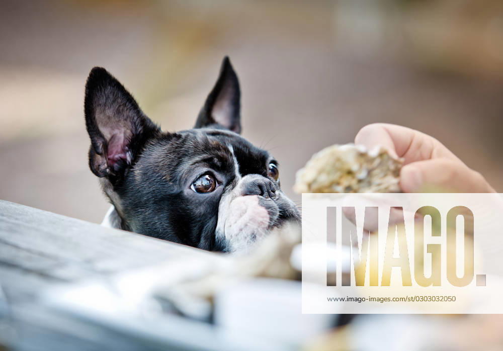 Boston Terrier in the Restaurant Boston Terrier sieht Herrchen im Restaurant beim Essen zu ,model released, Symbolfoto ,property released