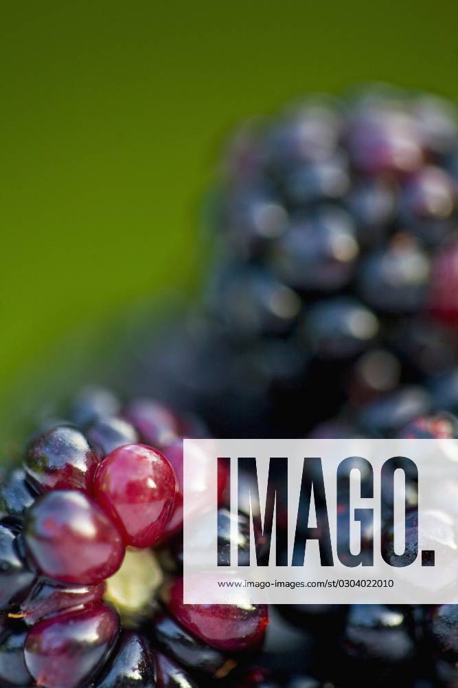 Close up of blackberries