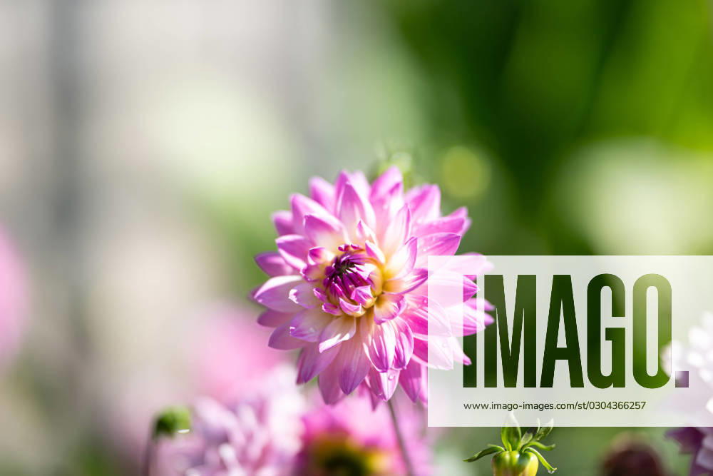 Large-leaved dahlia ,Nature, The large-leaved dahlia is a popular ornamental plant known for its showy, large flowers in a variety of colors It prefers well-drained soil and full sun to display its full flowering glory