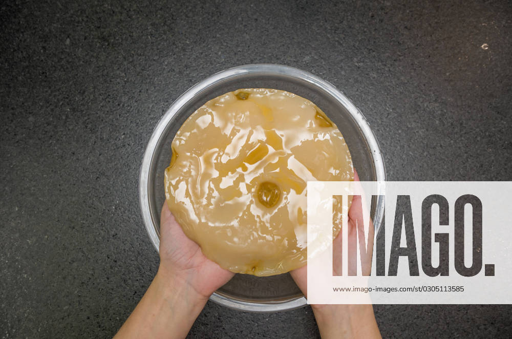 Hand holding kombucha scoby tea mushroom against stone background with bowl Hand holding kombucha scoby tea mushroom against stone background with bowl