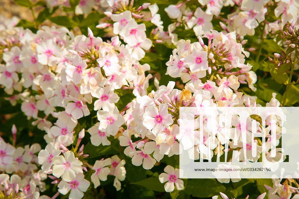 Summer bloomed small flowers pink Phlox.Texture or background , 33946020.jpg, flower, Phlox, unpretentious, fragrant, herbaceous, texture, background, plants, flowering, garden, bloom, nature, beauty, flora, green, pink, outdoor, paniculate Phlox, petal, plant, garden Phlox, color, summer, close-up, bright, floral, purple, perennial, natural, ornamental plant, spring, botany, gardening, perennial Phlox, leaf, colorful, flowers, group, fresh, season, decorative, flowering Plant, paniculate, pattern, pink flower, Botanical, small, love, lush RECORD DATE NOT STATED