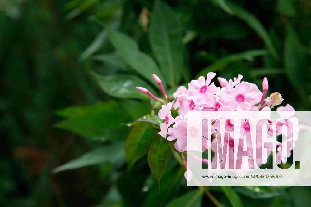 In the Park in the summer bloomed pink Phlox.Texture or background , 33946162.jpg, flower, Phlox, unpretentious, fragrant, herbaceous, texture, background, plants, flowering, garden, bloom, nature, beauty, flora, green, pink, outdoor, paniculate Phlox, petal, plant, garden Phlox, color, summer, close-up, bright, floral, purple, perennial, natural, ornamental plant, spring, botany, gardening, perennial Phlox, leaf, colorful, flowers, group, fresh, season, decorative, flowering Plant, paniculate, pattern, pink flower, Botanical, small, love, lush RECORD DATE NOT STATED