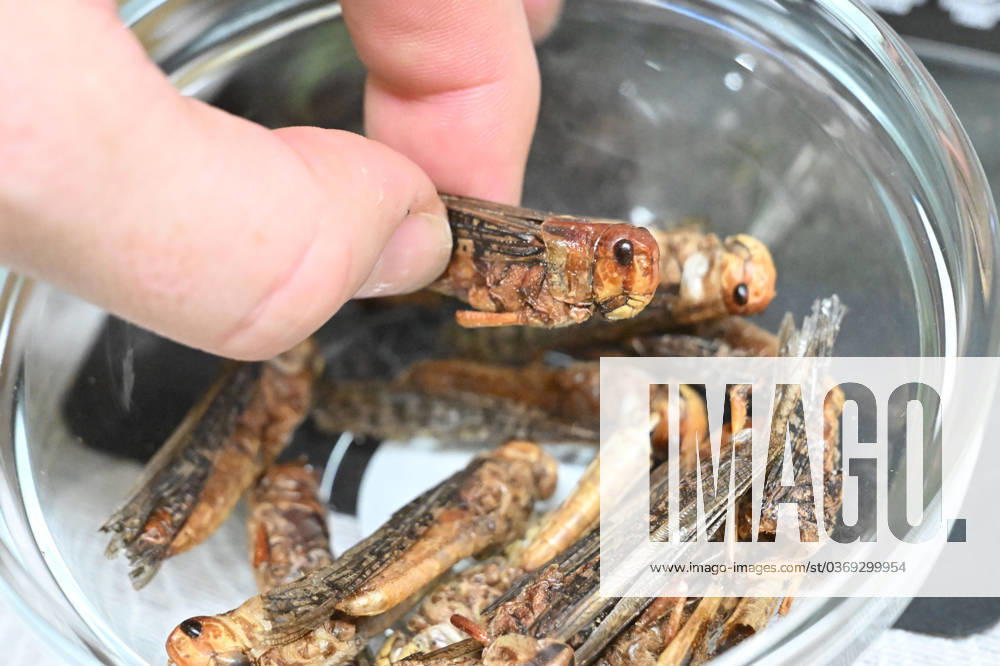 Company Grig, specializing in healthy food with nutritious cricket flour produce edible insects in Brno, Czech Republic, November 17, 2023. Pictured grasshopper insect. (CTKxPhoto VaclavxSalek) CTKPhotoP2023113005863 CTKPhotoP2023113005863