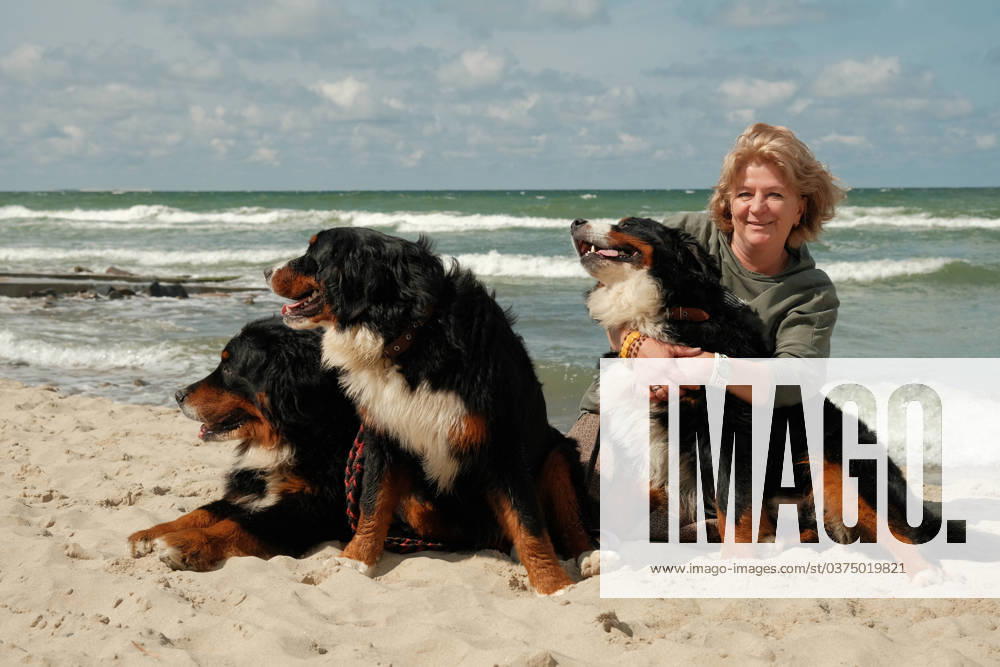 Woman with dogs woman with bernese mountain dogs on sunny sand coast looking at camera ,model released, Symbolfoto