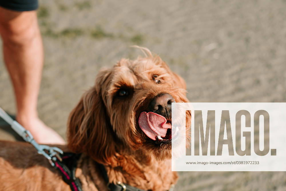 Goldendoodle dog licking its face in the sun on the beach Winnipeg, Manitoba, Canada R_MFBW231229B3-1314402-01