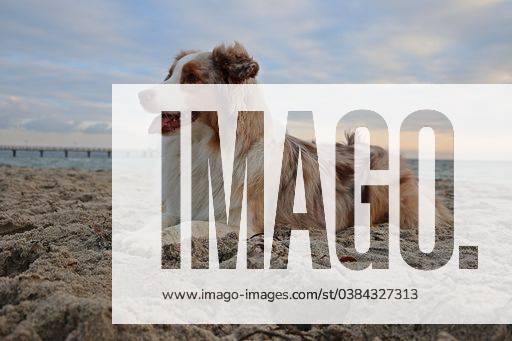 A beautiful Australian shepherd lying on the sand at the beach on a summer day 1507013 RECORD DATE NOT STATED