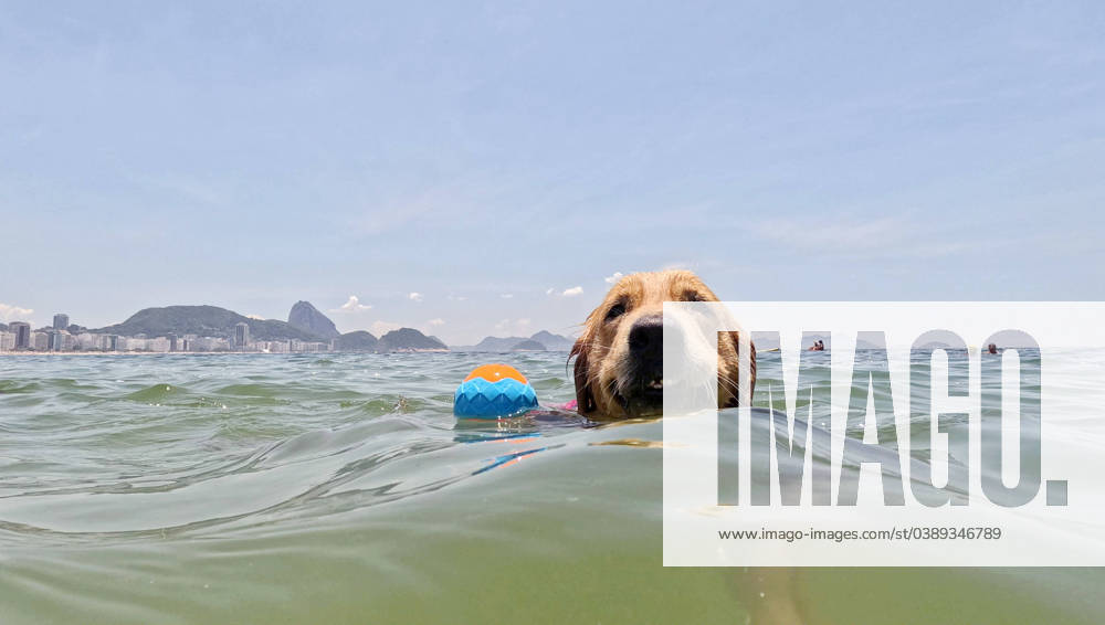 A Golden Retriever makes a splash at Copacabana beach in Rio de Janeiro, where locals embrace the waves to beat the scorching heat, reaching heat indexes of over 110 degrees during the city s first summer heatwave. Rio De Janeiro Brazil - ZUMAk251 20240117_znp_k251_006