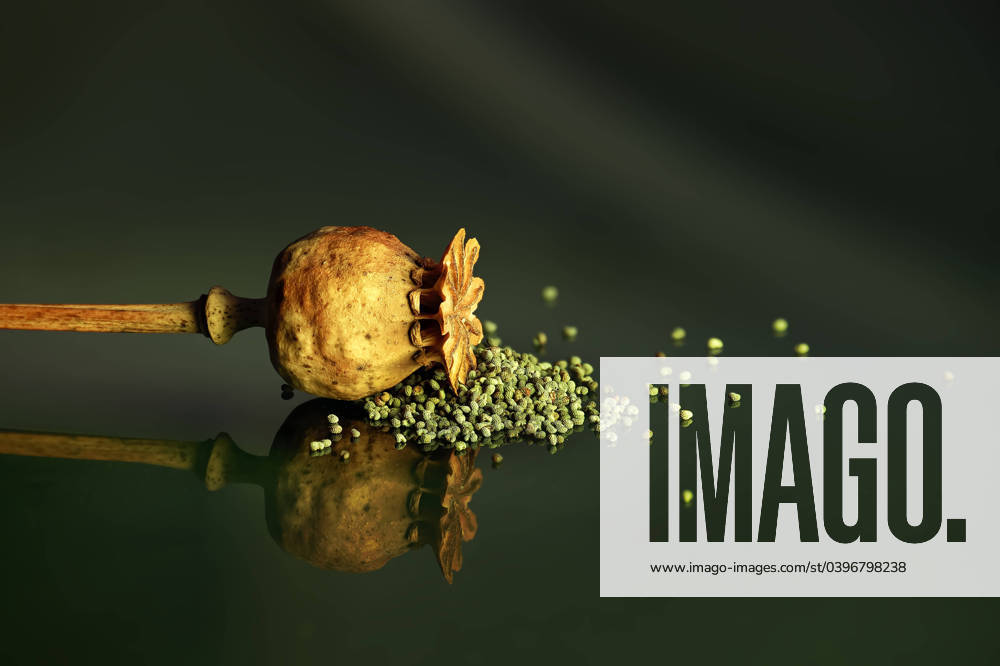 IMAGO Creative: Food, Mohn Dried poppy seed heads against dark background Close-up of the dried poppy seed head contrast nicely against the darker tones in the background