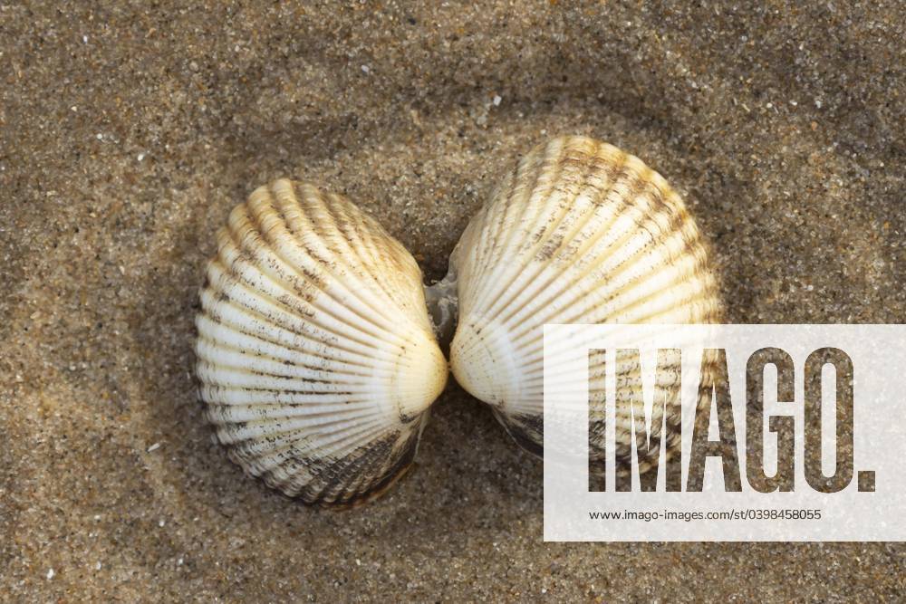 Cockle, a pair to a Sandy beach, Norfolk, England, Great Britain, Europe