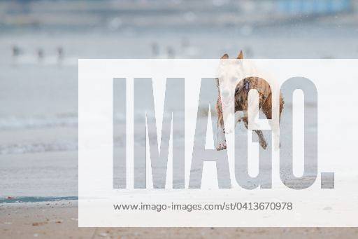 A closeup shot of a Carolina Dog running at the beach 3031227 RECORD DATE NOT STATED