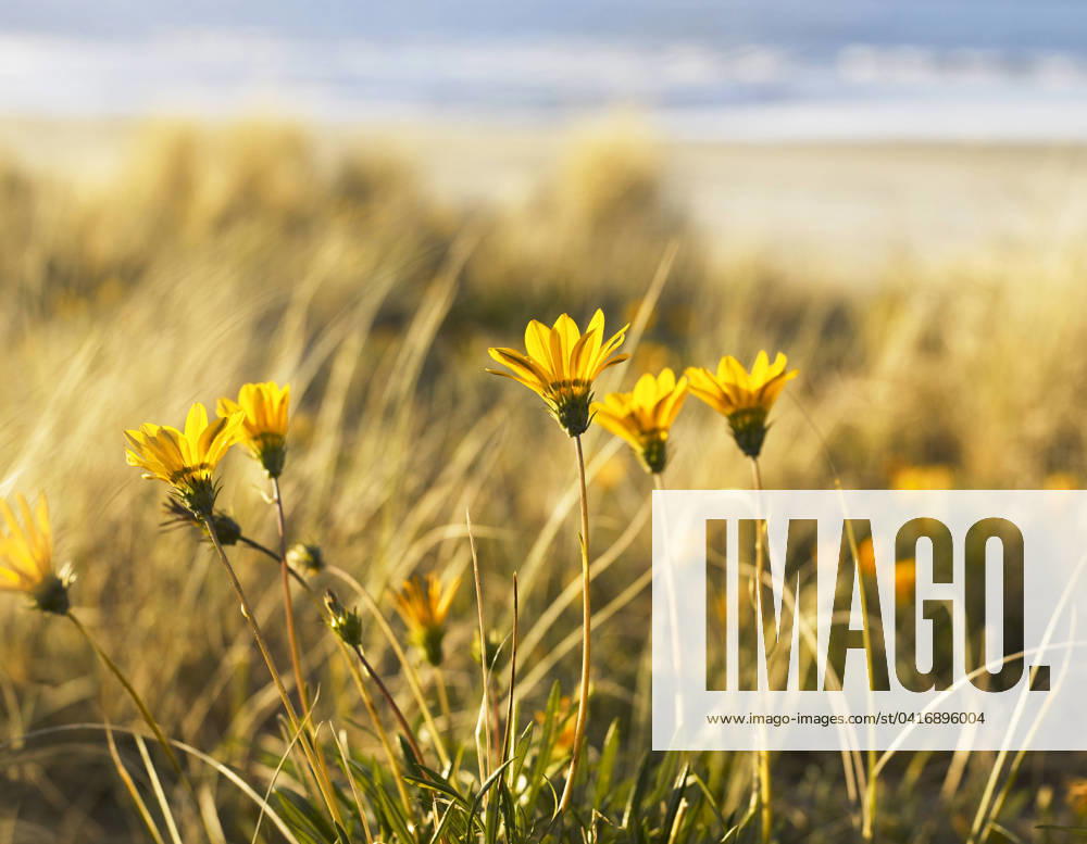 Yellow Gazania on Coast New Zealand