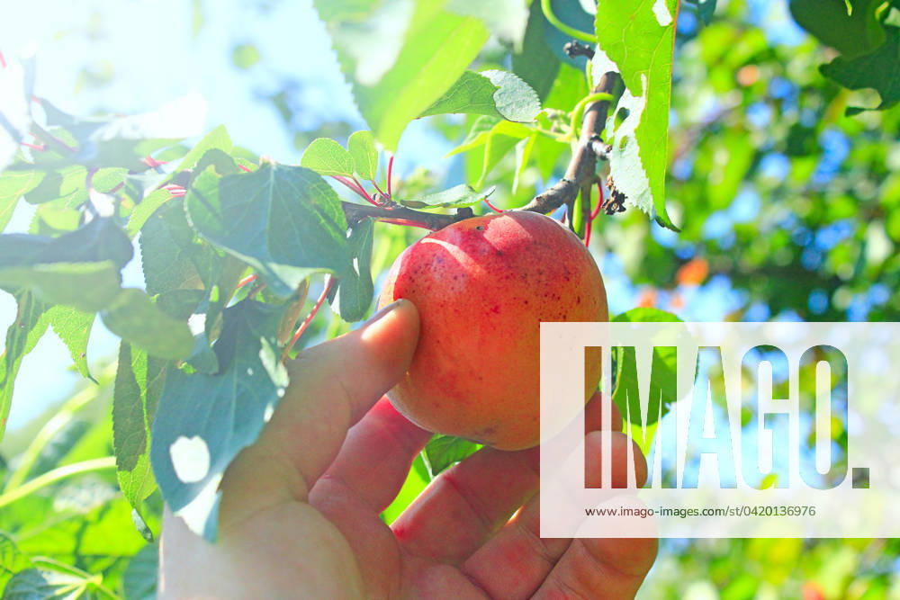 Hand tearing off ripe fruit of apricot Hand tearing off ripe fruit of apricot. Apricot hanging on tree. Harvest of fresh fruits of apricot on tree ,model released, Symbolfoto