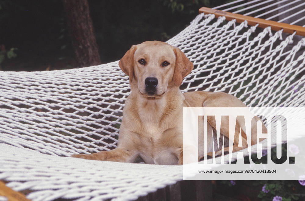 Lab laying in hammock