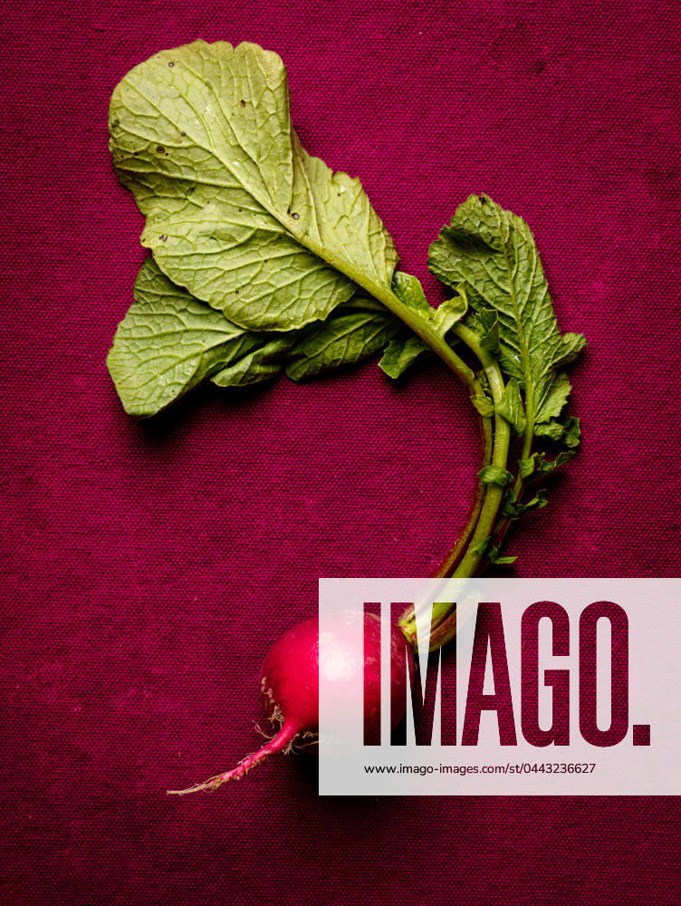 IMAGO Creative, Sommer, Food, Radieschen radieschen ** radish,radishs 539-n32