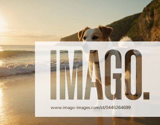 A dog on beach with sun setting in background 23861336 RECORD DATE NOT STATED
