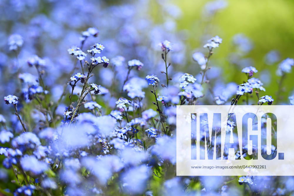 Forget-me-not, Myosotis ** NUR FUER REDAKTIONELLE ZWECKE ** **