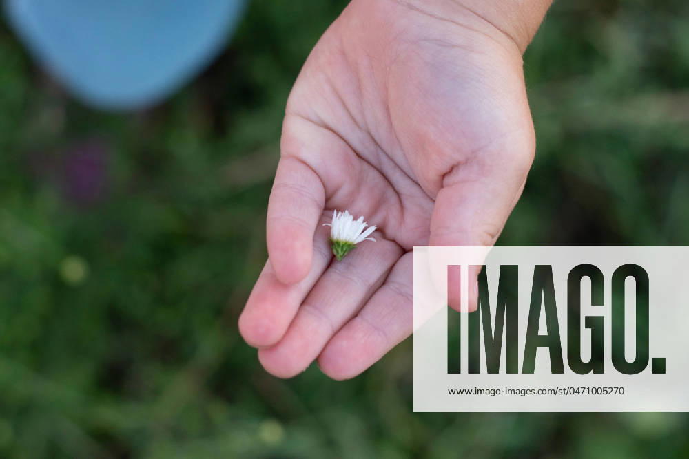 IMAGO Creative: Sommer, Sommertage im Garten Delicate hand cradling a single white flower Lancaster, Pennsylvania, United States R_KJKN240426-1404588-01 ,model released, Symbolfoto