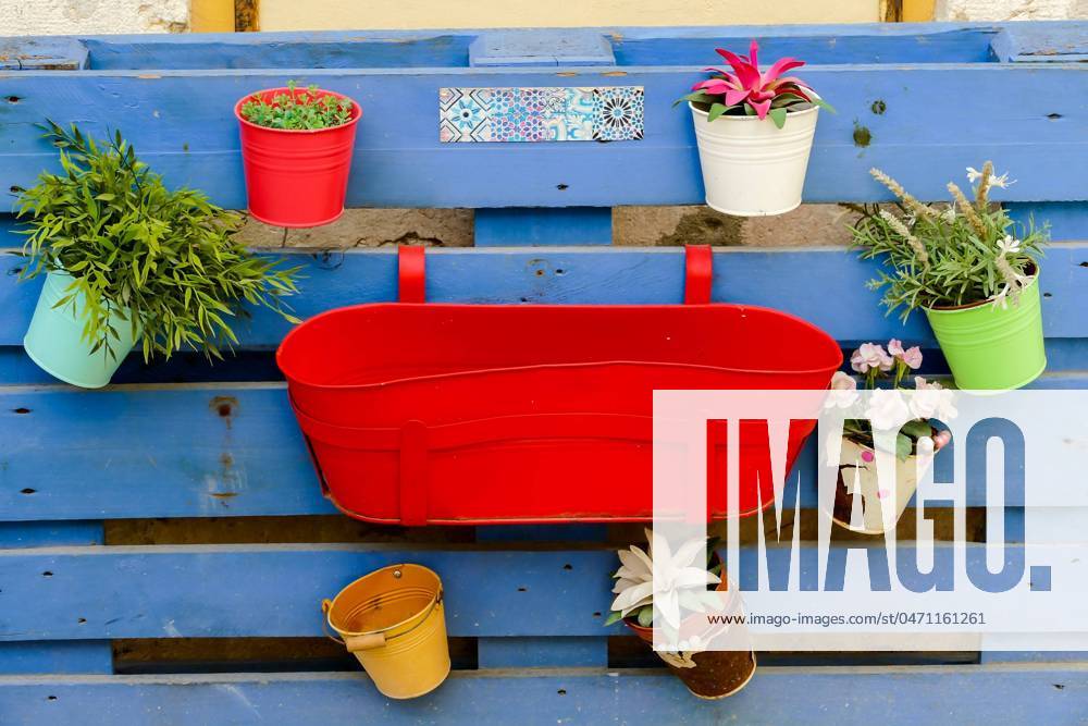 Flowers in pots, in Lisbon Capital City of Portugal flowers in pots, beautiful photo digital picture