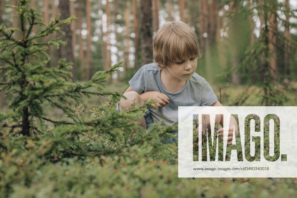 Boy crouching and picking blueberries in forest model released, Symbolfoto, EVKF00128