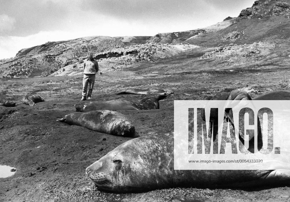 IMAGO ICONS: Sir David Attenborough KPA51397.jpg THE LIVING PLANET, FROZEN WORLD 1984 David Attenborough mit Seelöwen UnitedArchives51397